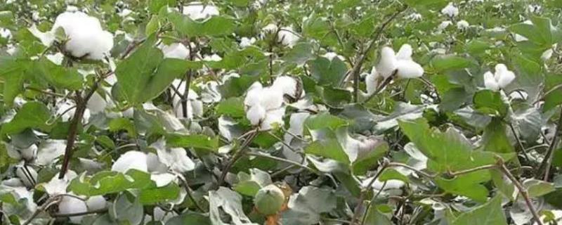 棉花吐絮期的管理方法