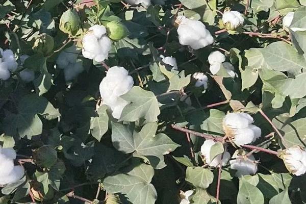 棉花吐絮期的管理方法，通风透光有利于成熟吐絮