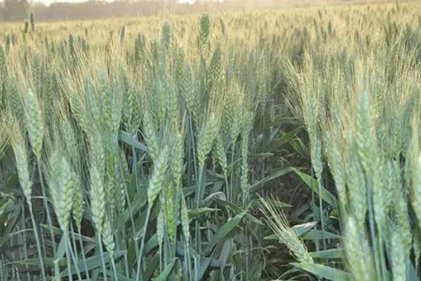 京农16小麦种子简介,全生育期257.0天