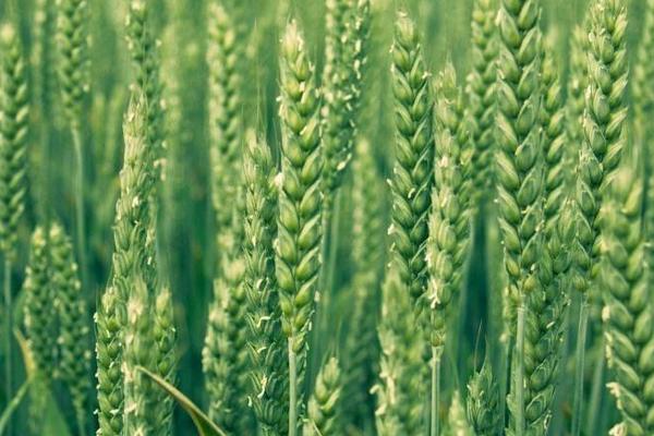 扬麦39小麦种子介绍,与对照品种扬麦20熟期相当