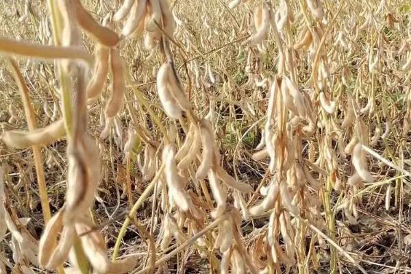 洛豆1号大豆种子介绍,亩种植密度2万-6万株