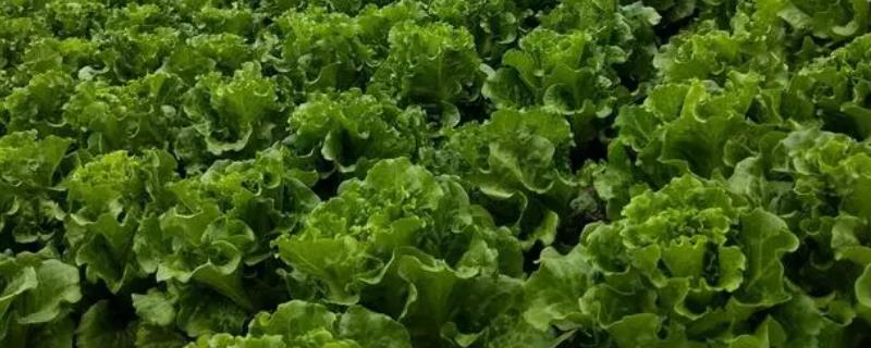冬天可以种植生菜吗
