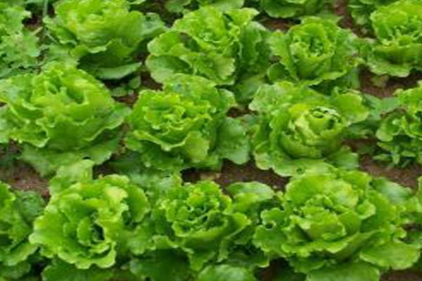 冬天可以种植生菜吗，温度控制在18-20℃左右适合种植