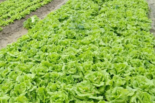 冬天可以种植生菜吗，温度控制在18-20℃左右适合种植