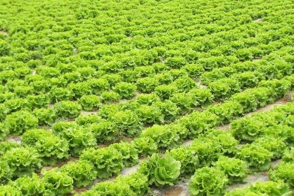 冬天可以种植生菜吗，温度控制在18-20℃左右适合种植