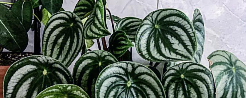 西瓜皮椒草为什么会烂根以及如何处理