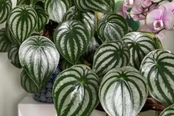 西瓜皮椒草为什么会烂根以及如何处理,盆内出现积水时容易引发落叶烂根的情况