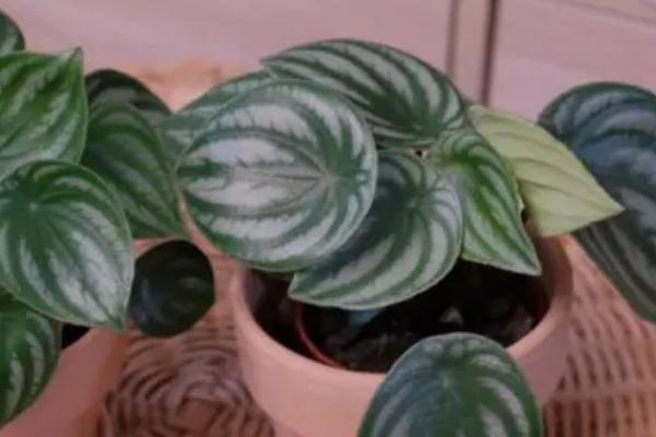 西瓜皮椒草为什么会烂根以及如何处理,盆内出现积水时容易引发落叶烂根的情况