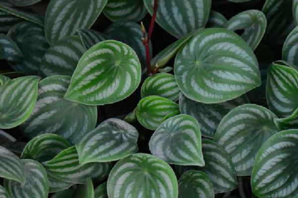 西瓜皮椒草为什么会烂根以及如何处理,盆内出现积水时容易引发落叶烂根的情况