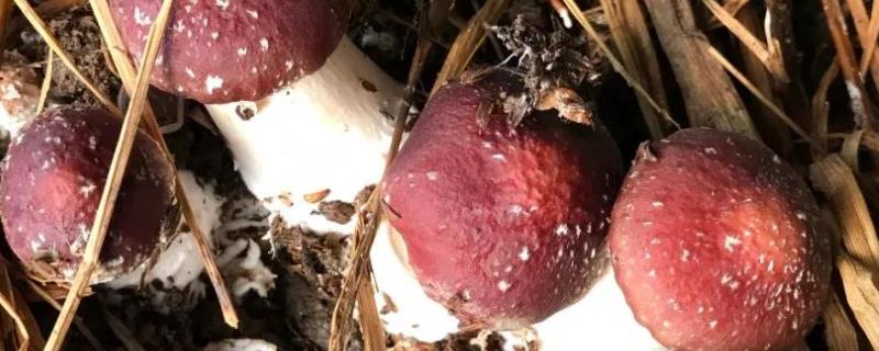 大球盖菇施肥用什么肥料