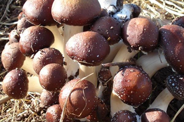 大球盖菇施肥用什么肥料,用作物秸秆搭配少量营养液施加即可