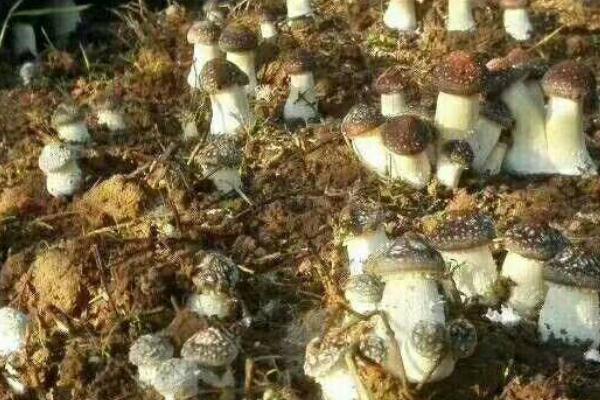 大球盖菇施肥用什么肥料,用作物秸秆搭配少量营养液施加即可