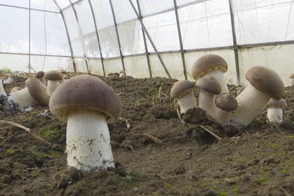 大球盖菇施肥用什么肥料,用作物秸秆搭配少量营养液施加即可