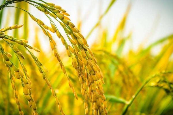 玮两优钰占水稻品种的特性，每亩插足基本苗6万以上