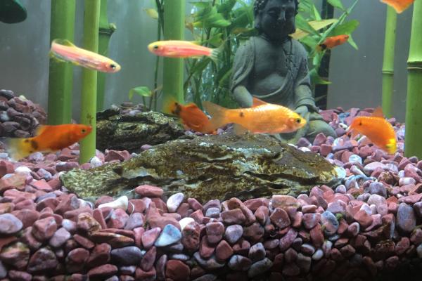 鱼缸底部铺什么,可选择底砂、水草泥或鹅卵石