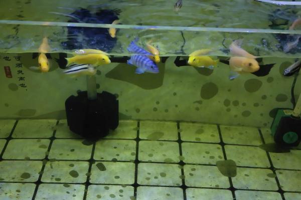 鱼缸底部铺什么,可选择底砂、水草泥或鹅卵石