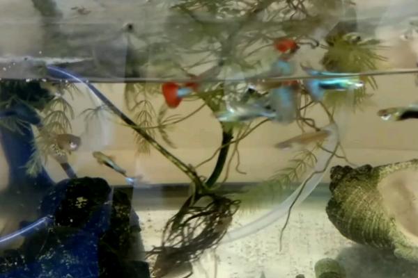 鱼缸底部铺什么,可选择底砂、水草泥或鹅卵石