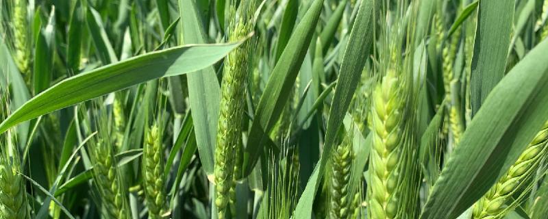 瑞华麦502小麦种简介