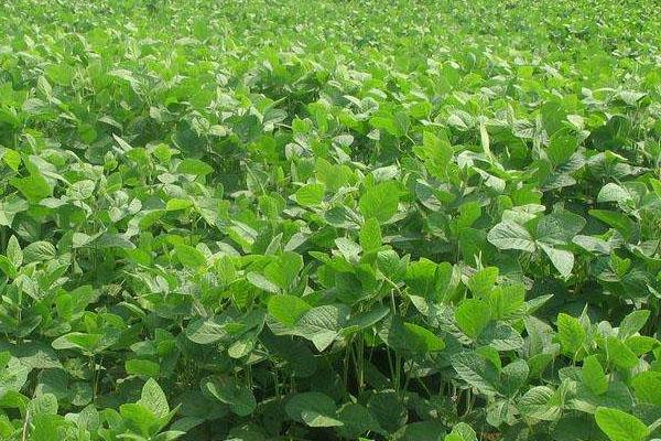 金源802大豆种子特点，生育期间注意防治大豆蚜虫