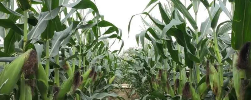 鲜玉米杆如何长期保存