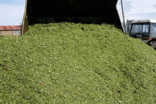 鲜玉米杆如何长期保存,可窖贮、包贮或堆贮