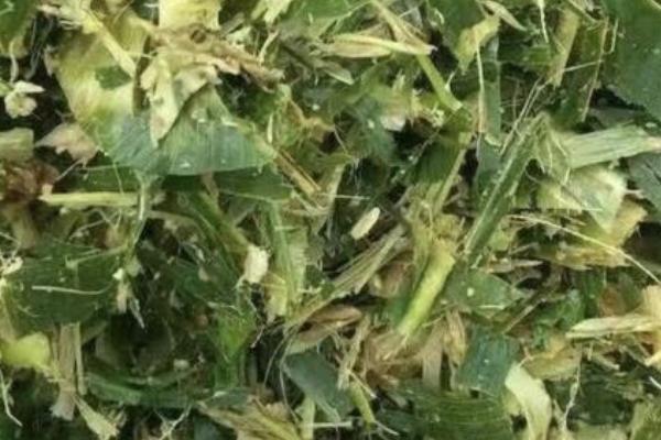 鲜玉米杆如何长期保存,可窖贮、包贮或堆贮