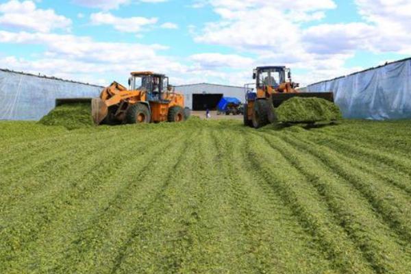 鲜玉米杆如何长期保存,可窖贮、包贮或堆贮