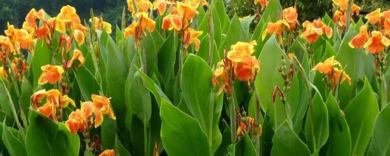 9月开的花有哪些