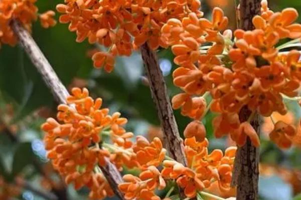 9月开的花有哪些,桂花、大丽花和美人蕉都是9月开