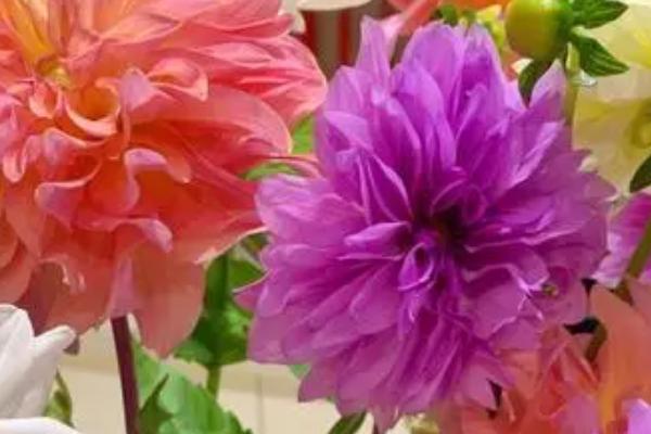 9月开的花有哪些,桂花、大丽花和美人蕉都是9月开