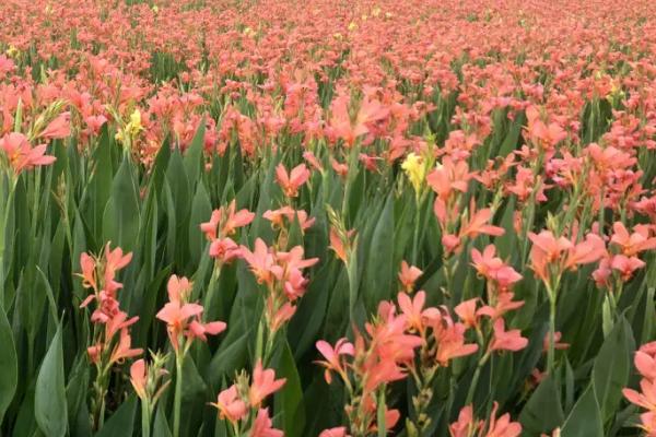 9月开的花有哪些,桂花、大丽花和美人蕉都是9月开