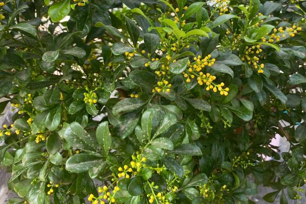 9月开的花有哪些,桂花、大丽花和美人蕉都是9月开