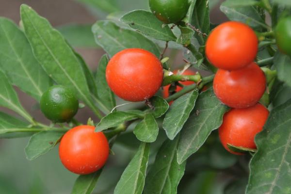 9月开的花有哪些,桂花、大丽花和美人蕉都是9月开