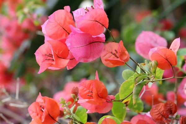 9月开的花有哪些,桂花、大丽花和美人蕉都是9月开