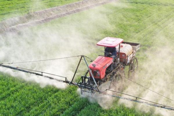 小麦一叶一心期能不能打除草剂,此时不宜喷药、否则容易引发药害