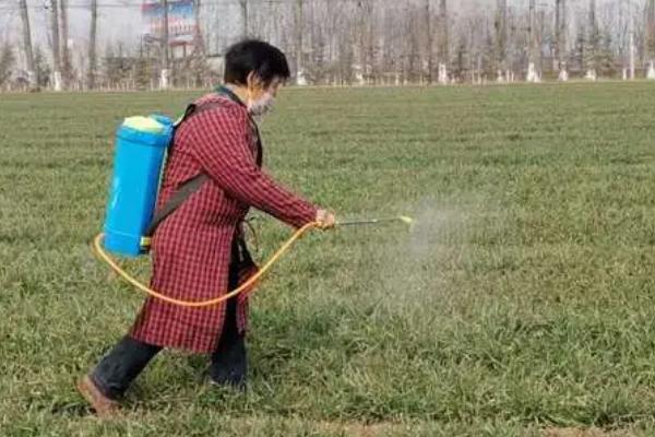 小麦一叶一心期能不能打除草剂,此时不宜喷药、否则容易引发药害