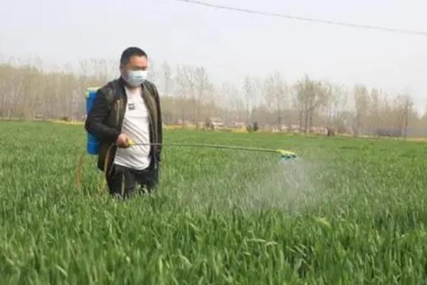 小麦一叶一心期能不能打除草剂,此时不宜喷药、否则容易引发药害
