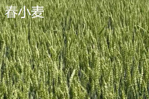 春小麦与冬小麦有什么区别,前者主要种植在北方、后者主要种植在南方