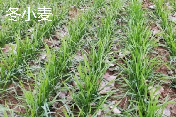 春小麦与冬小麦有什么区别,前者主要种植在北方、后者主要种植在南方