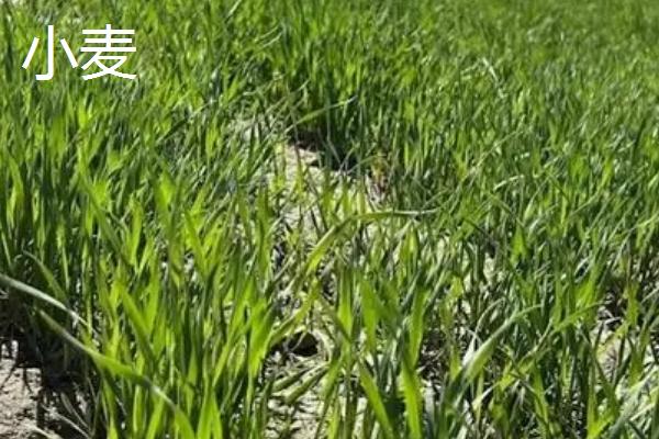 春小麦与冬小麦有什么区别,前者主要种植在北方、后者主要种植在南方