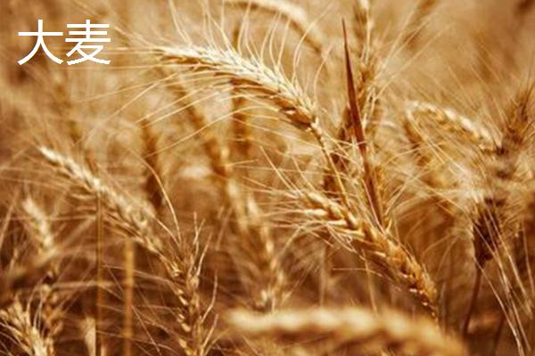 春小麦与冬小麦有什么区别,前者主要种植在北方、后者主要种植在南方
