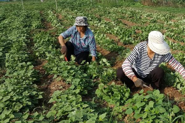 农活有哪些,每一个季节都不同