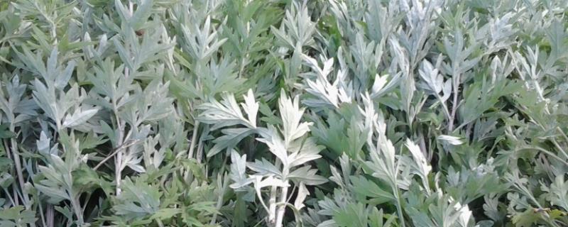 艾草灰能做花肥吗