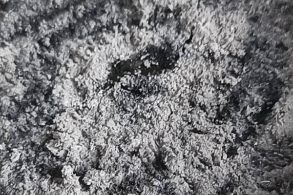 艾草灰能做花肥吗,能做花肥但必须充分腐熟