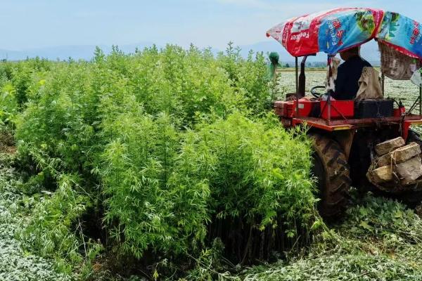 艾草灰能做花肥吗,能做花肥但必须充分腐熟