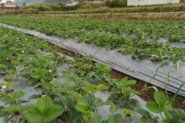 草莓采摘后的田间管理方法，应及时追肥灌水