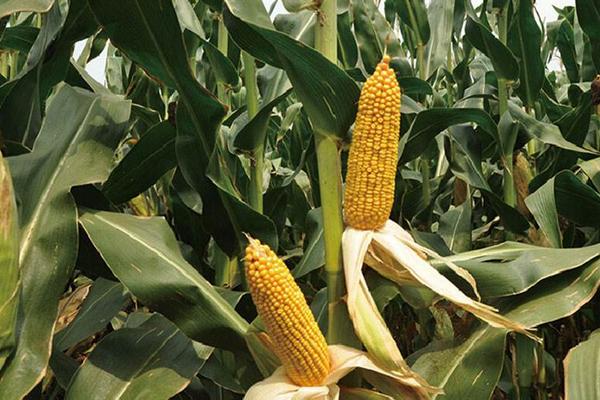 京科995玉米种简介，普通春玉米品种