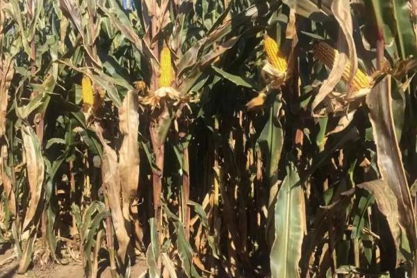龙华598玉米品种的特性，高抗禾谷镰孢茎腐病