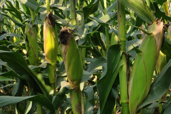 龙华598玉米品种的特性，高抗禾谷镰孢茎腐病