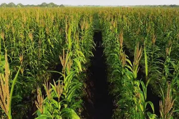 冀玉911玉米品种简介，适宜密度为5000株/亩左右